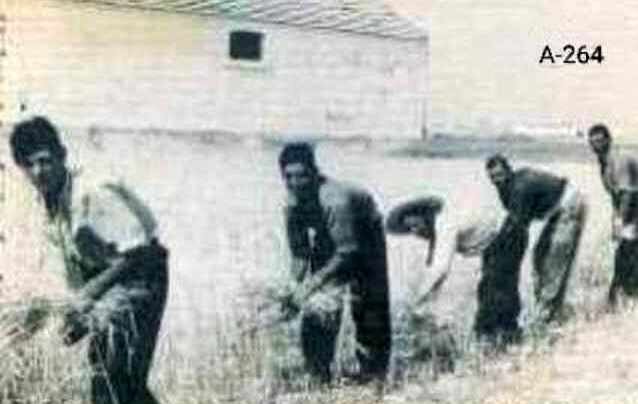 z. Labores agrícolas (13)